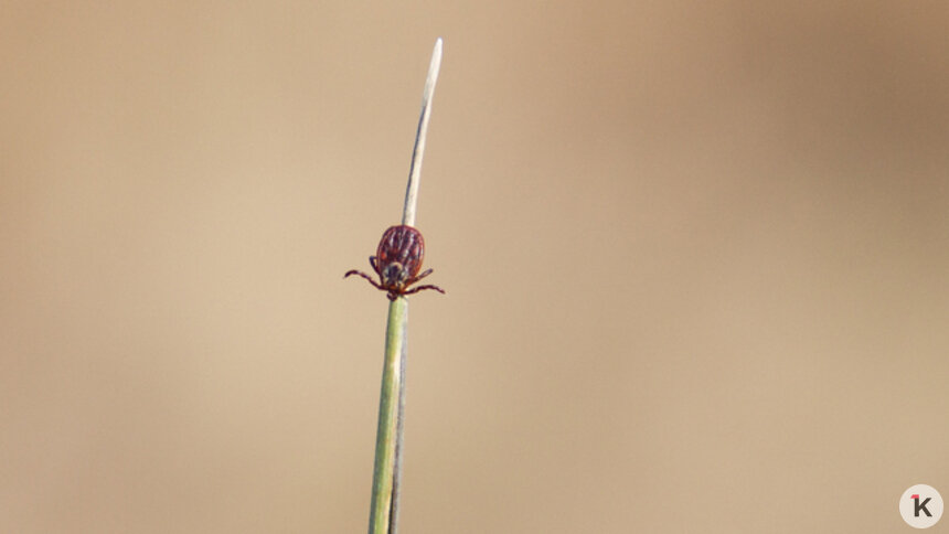 Стоит ли калининградцам опасаться редкого вида клещей, которые «быстро бегают и жалят», рассказал эксперт    - Новости Калининграда | Фото: архив «Клопс»