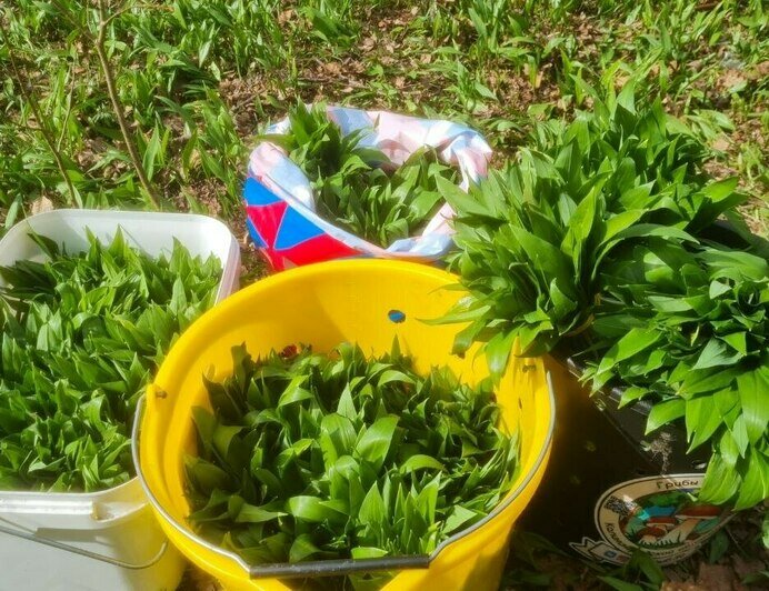 «Черемша, она кругом!»: калининградцы начали активно собирать первый весенний дикорос (фото)   - Новости Калининграда | Фото: Николай Смирнов