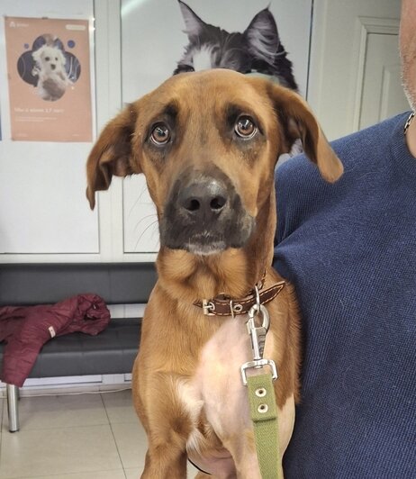 Бадди в клинике | Фото: Зоя Шумилова 