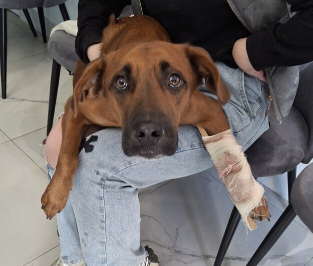 Бадди в клинике | Фото: Зоя Шумилова 