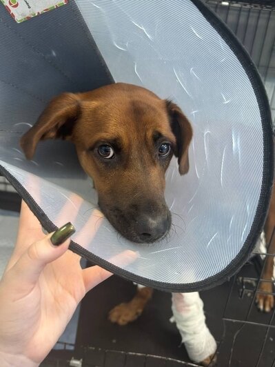 Бадди в клинике | Фото: Зоя Шумилова 