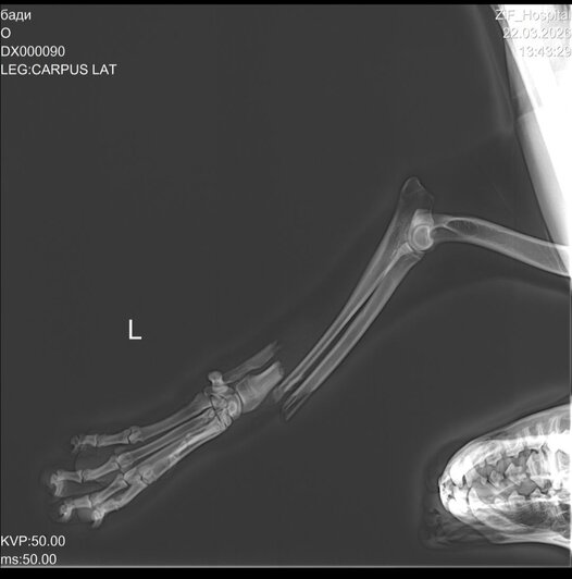 Бадди в клинике | Фото: Зоя Шумилова 