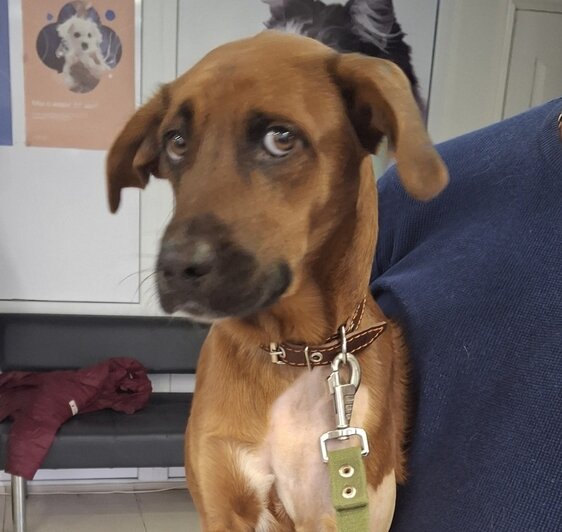 Бадди в клинике | Фото: Зоя Шумилова 