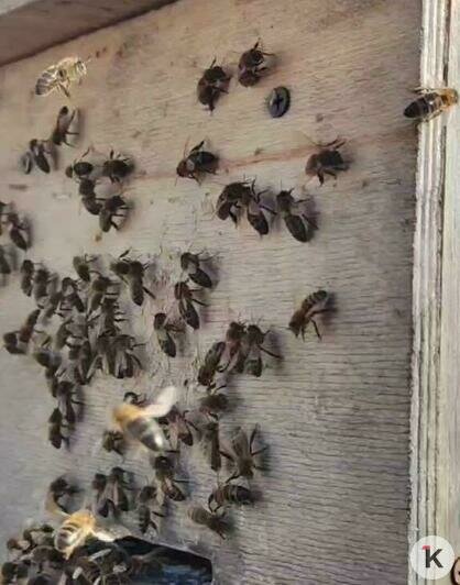 Пчелиный рой, который зимой нашли в Гурьевске на заснеженном кусте, благополучно дождался весны (видео)   - Новости Калининграда | Скриншот видео: Николай