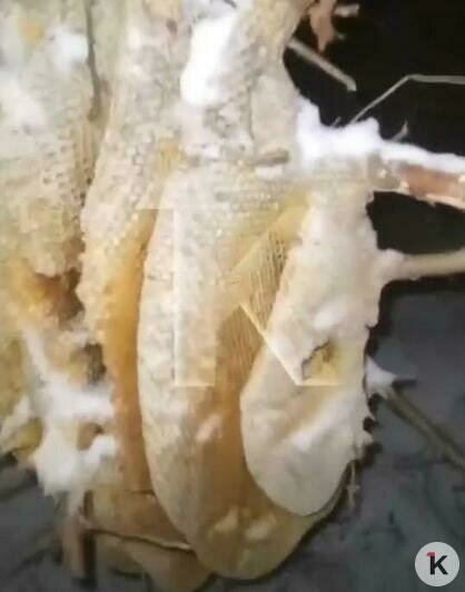 Пчелиный рой, который зимой нашли в Гурьевске на заснеженном кусте, благополучно дождался весны (видео)   - Новости Калининграда | Скриншот видео: Николай