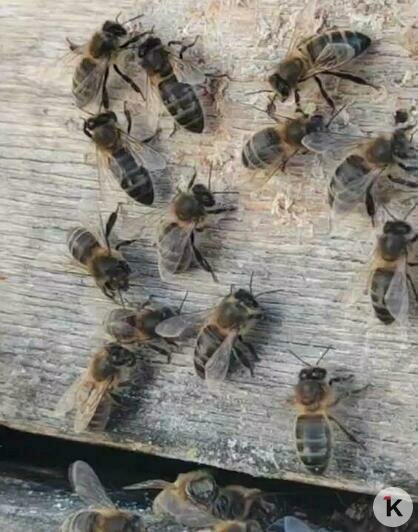 Пчелиный рой, который зимой нашли в Гурьевске на заснеженном кусте, благополучно дождался весны (видео)   - Новости Калининграда | Скриншот видео: Николай