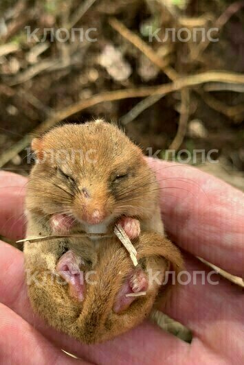 «Вот такое чудо под гнилым пнём»: под Зеленоградском мужчина нашёл на участке спящую орешниковую соню (фото, видео) - Новости Калининграда | Фото: оч