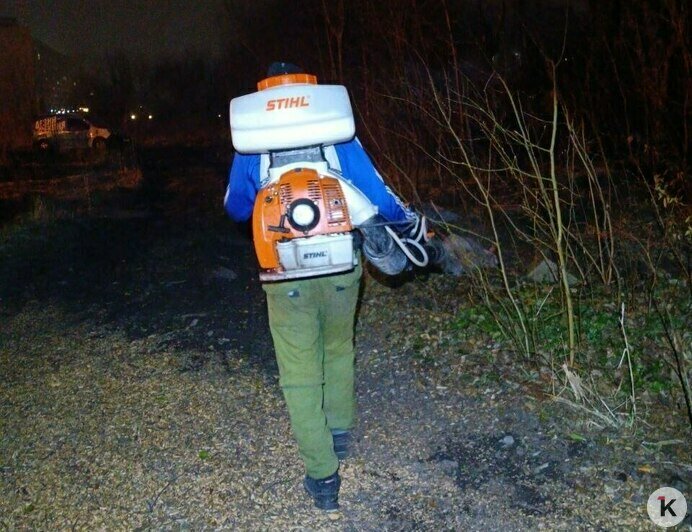 Парки Калининграда обработали от клещей и крыс (фото)   - Новости Калининграда | Фото: Валерия Анисимова / Дирекция ландшафтных парков