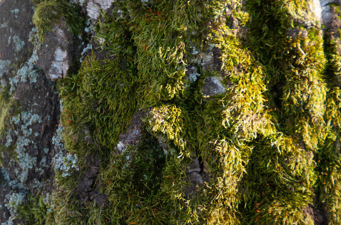 Вдохновляют мастера природные цвета | Фото: Маргарита Юркова