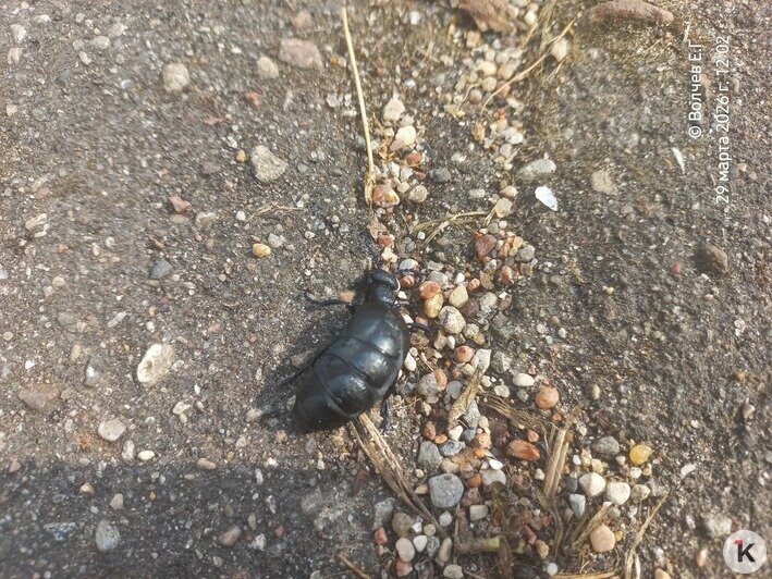 Хуже крапивы: в Калининградской области проснулись насекомые, к которым нельзя прикасаться - Новости Калининграда | Фото: Евгений Волчев