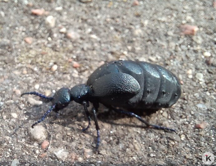 Хуже крапивы: в Калининградской области проснулись насекомые, к которым нельзя прикасаться - Новости Калининграда | Фото: Евгений Волчев