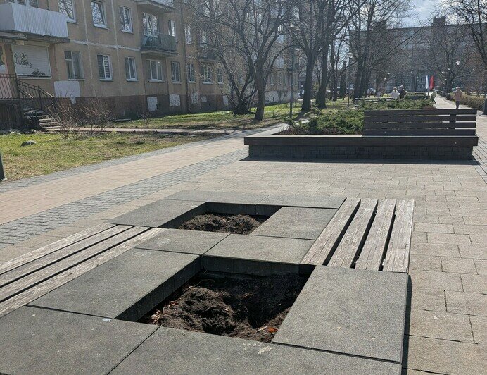 Погибшие от морозов лавровишни на Рокоссовского в Калининграде заменят на новые кустарники (фото)  - Новости Калининграда | Фото: «Клопс»