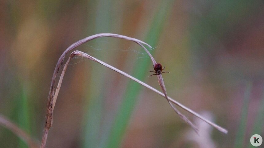 В Калининградской области с начала года клещи укусили 69 человек   - Новости Калининграда | Фото: архив «Клопс»