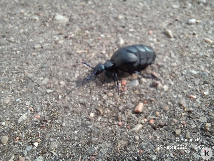 Хуже крапивы: в Калининградской области проснулись насекомые, к которым нельзя прикасаться - Новости Калининграда | Фото: Евгений Волчев