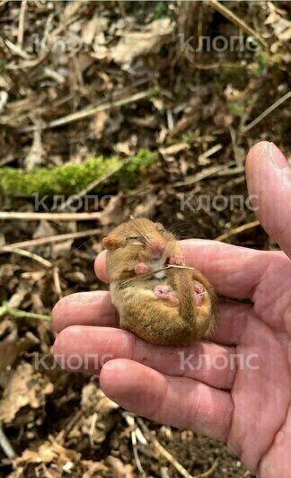 «Вот такое чудо под гнилым пнём»: под Зеленоградском мужчина нашёл на участке спящую орешниковую соню (фото, видео) - Новости Калининграда | Фото: оч