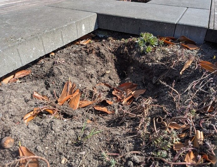 Погибшие от морозов лавровишни на Рокоссовского в Калининграде заменят на новые кустарники (фото)  - Новости Калининграда | Фото: «Клопс»