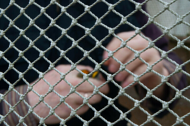 Несколько птиц попали в ловушку. | Фото: Ксения Андреева