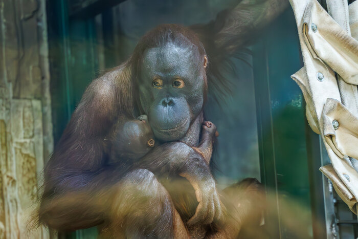 В зоопарке регулярно естественным путём появляются новые жители, в марте этого года показали малыша орангутана | Фото: Александр Мелехов