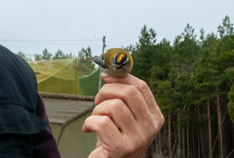  Красноголовый королёк | Фото: Ксения Андреева