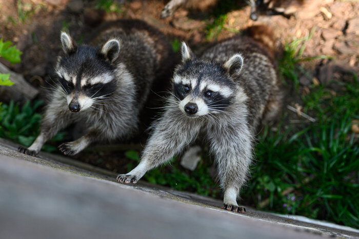 Некоторые виды зверей не редкие, но мил ые – и нравятся посетителям | Фото: архив «СК»