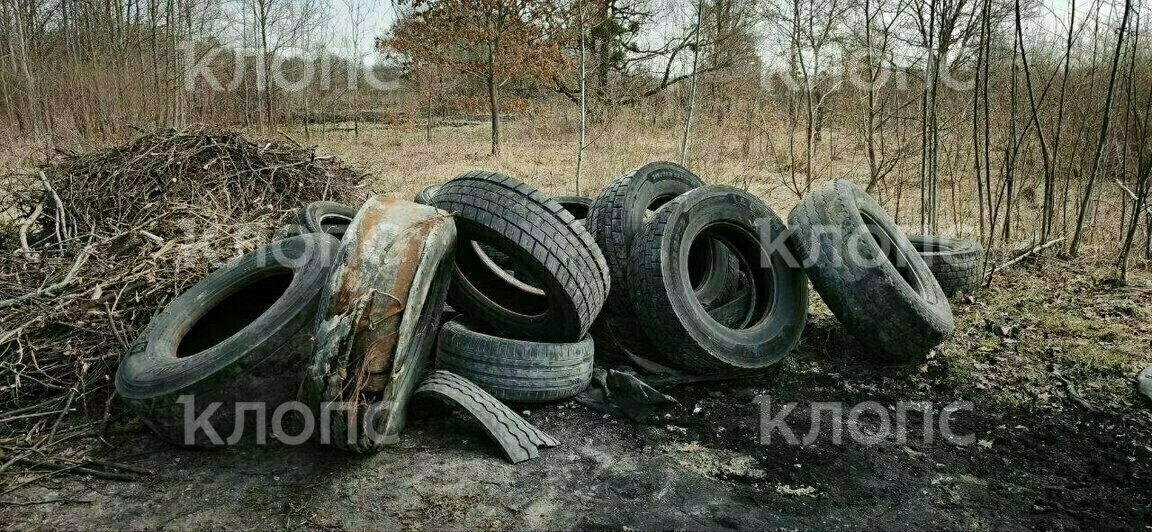 «Там как после артналёта»: в Багратионовском районе нашли свалку жжёных покрышек рядом с гнездовьями птиц (видео)   - Новости Калининграда | Фото: очевидец