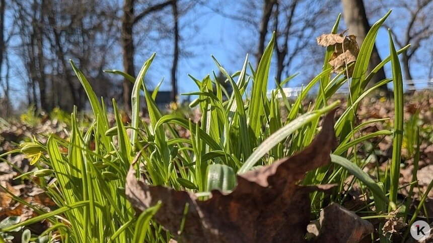 Чтоб газон зазеленел быстрее: калининградский агроном перечислил ошибки при первом весеннем скашивании   - Новости Калининграда | Фото: «Клопс»