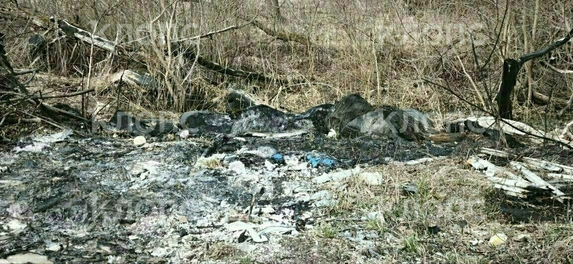«Там как после артналёта»: в Багратионовском районе нашли свалку жжёных покрышек рядом с гнездовьями птиц (видео)   - Новости Калининграда | Фото: очевидец