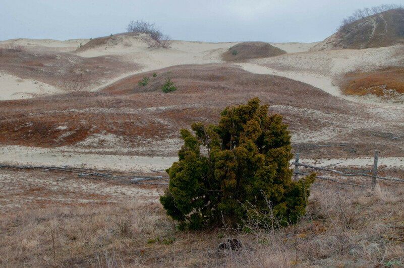 Виды на Куршской косе | Фото: Ксения Андреева
