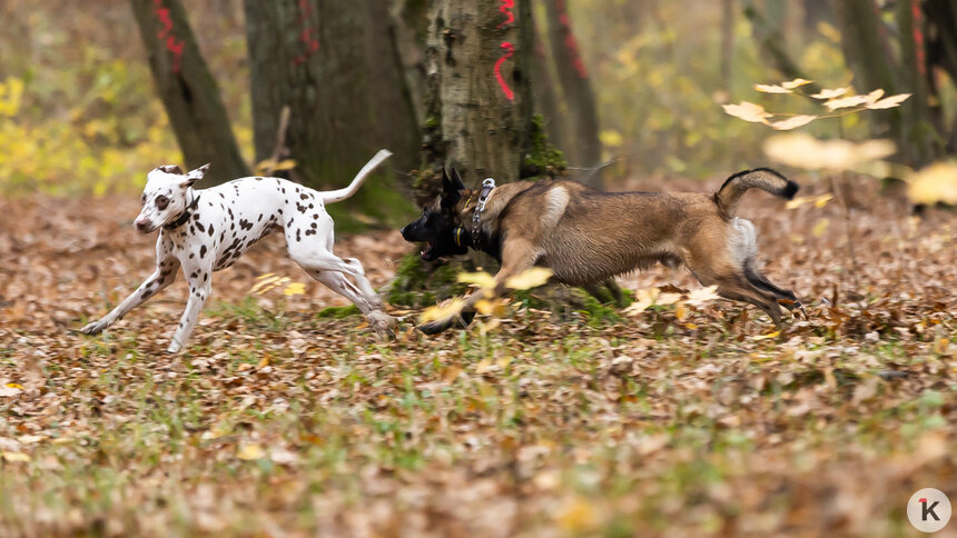 Покупки в рассрочку, въезд в Польшу и выгул собак: 18 важных нововведений, которые ждут калининградцев в апреле   - Новости Калининграда | Фото: Александр Подгорчук / Архив «Клопс»