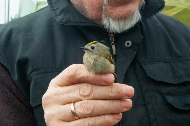 Желтоголовый королёк | Фото: Ксения Андреева
