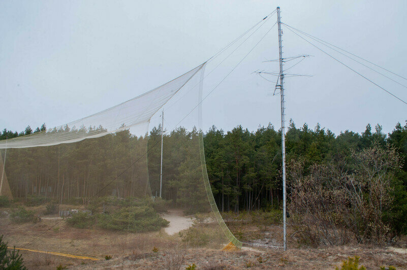 Несколько птиц попали в ловушку. | Фото: Ксения Андреева