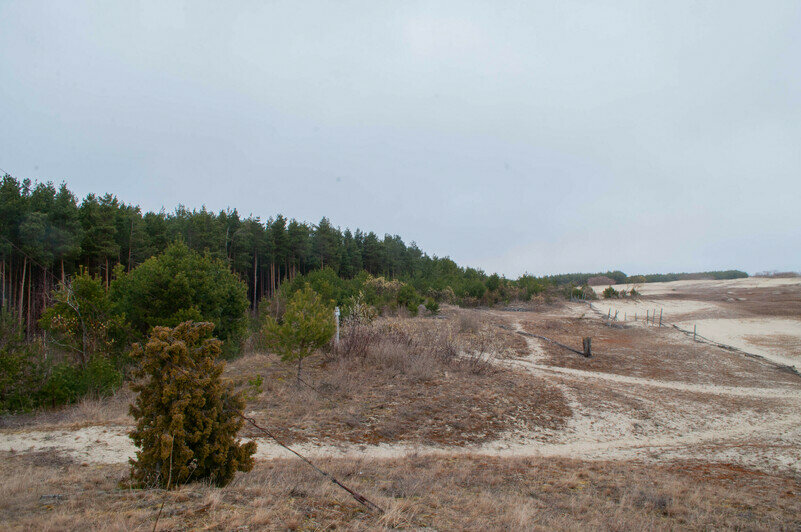 Виды на Куршской косе | Фото: Ксения Андреева