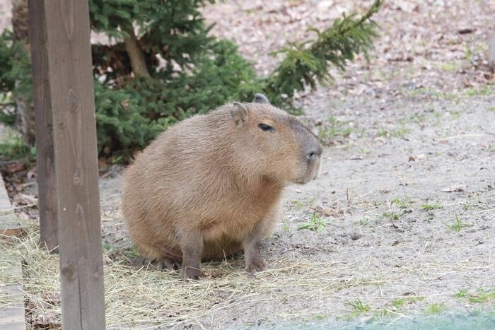 Стоимость популярной капибары взлетела до нескольких сотен тысяч рублей  | Фото: архив «СК»
