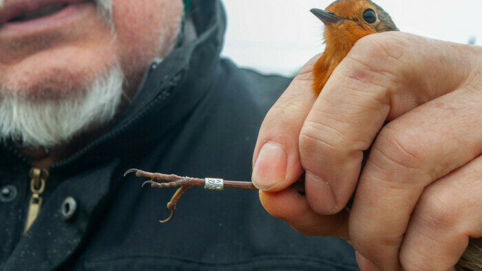 Кольцо с индивидуальным номером. | Фото: Ксения Андреева