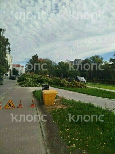 Во время реконструкции сквера на Фрунзе в Калининграде спилили 11 крупных деревьев - Новости Калининграда | Фото читателя