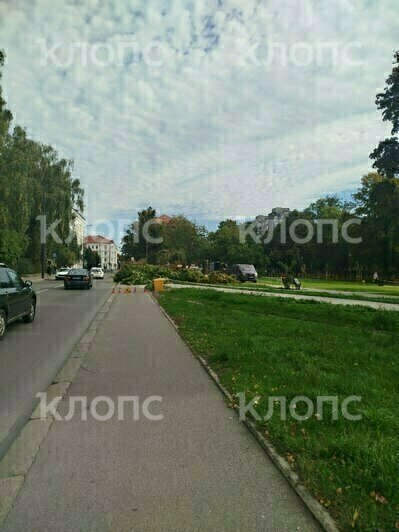 Во время реконструкции сквера на Фрунзе в Калининграде спилили 11 крупных деревьев - Новости Калининграда | Фото читателя