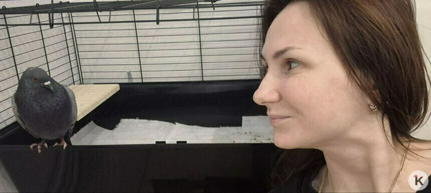 «Не будет летать? Пусть ходит!»: раненый голубь спас жительницу Славска от депрессии, а сам получил дом и модные штанишки (фото)  - Новости Калининграда | Фото предоставила Ольга