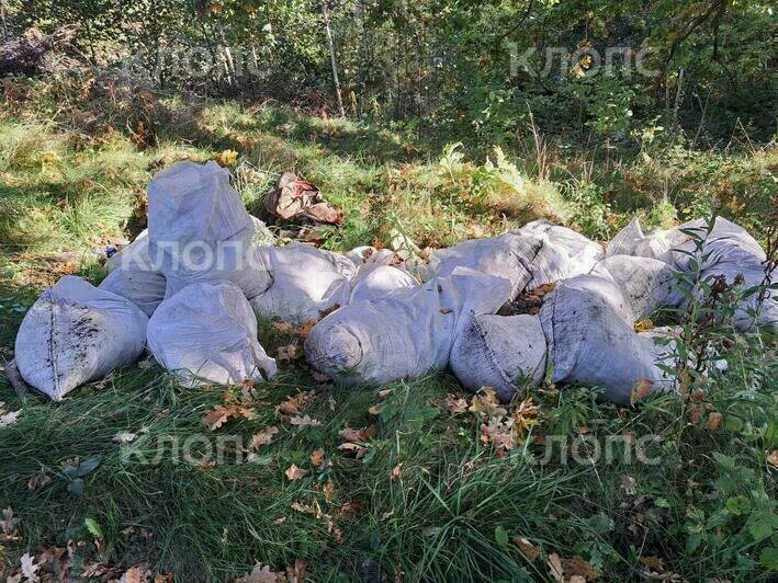 В Пионерском по пути к Камню лжи, где власти хотели сохранить «магию леса», появились горы хлама (фото) - Новости Калининграда | Фото: очевидцы