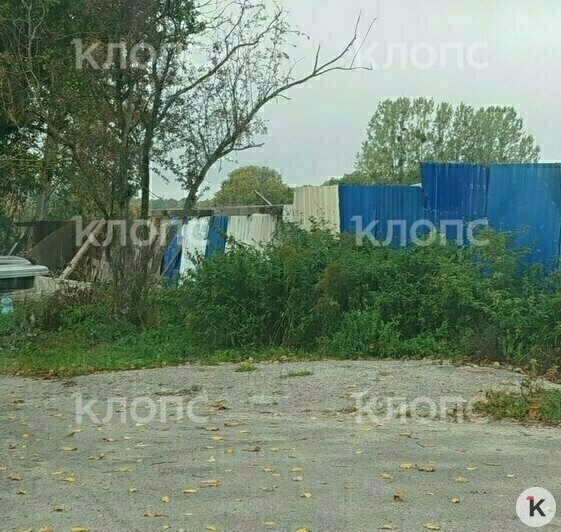 Под Калининградом несколько дней разлагается сбитая корова, которую для маскировки едва присыпали песком (фото)  - Новости Калининграда | Фото: Анжелика