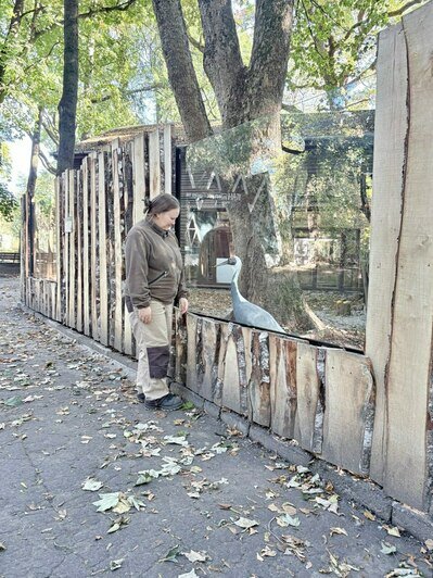 Поближе к Рыже: в зоопарке Калининграда журавли переехали в утеплённый павильон с панорамными стёклами (фото, видео) - Новости Калининграда | Фото: канал Калининградского зоопарка / Телеграм