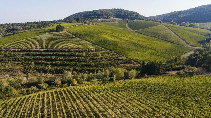Вид на виноградники Tenuta Tignanello | Фото: официальный сайт компании Marchesi Antinori
