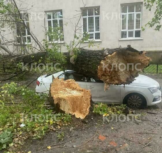 Ураганом уже повалило несколько деревьев в Калининграде, одно придавило автомобиль (фото, видео)   - Новости Калининграда | Фото: Татьяна