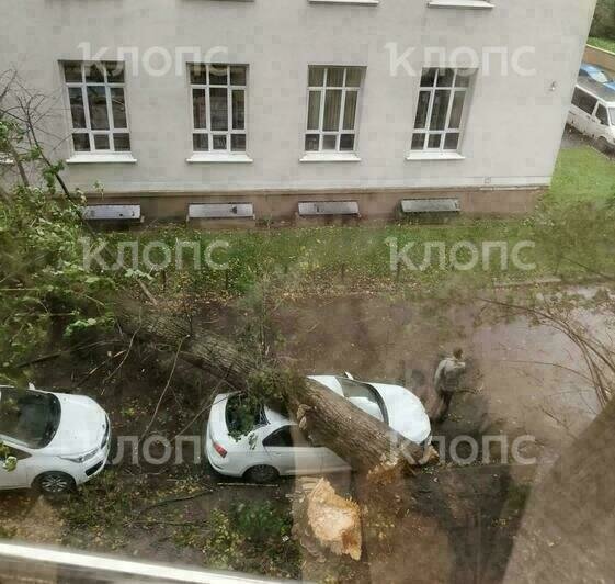Ураганом уже повалило несколько деревьев в Калининграде, одно придавило автомобиль (фото, видео)   - Новости Калининграда | Фото: очевидец