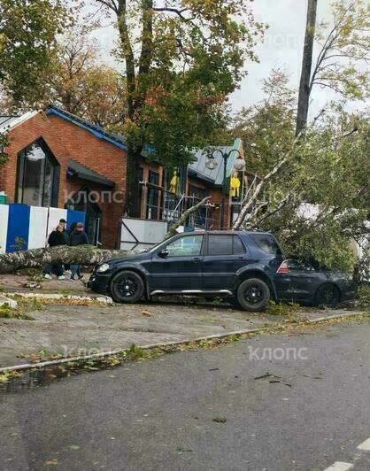 Ураганом уже повалило несколько деревьев в Калининграде, одно придавило автомобиль (фото, видео)   - Новости Калининграда | Фото: Наталья Остапчик