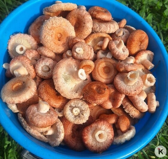 Волнушка требует больше работы, но на вкус тоже очень хороша | Фото: Елена Устинова