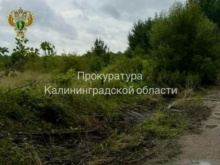 Калининградский Упрдор ликвидировал свалку из старых покрышек и мусора на Северном обходе после вмешательства прокуратуры - Новости Калининграда | Фото: пресс-служба прокуратуры Калининградской области