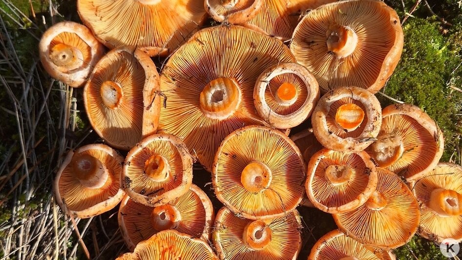 Рыжики радуют и вкусом, и цветом | Фото: Елена Устинова