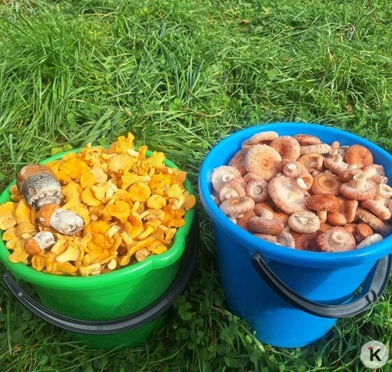 Волнушка требует больше работы, но на вкус тоже очень хороша | Фото: Елена Устинова