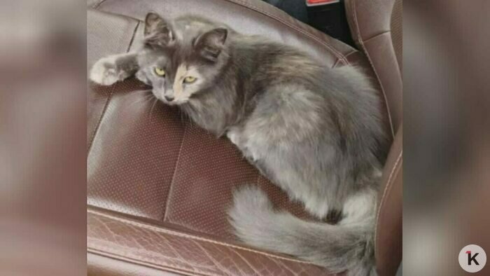 Чуча-путешественница: кошка, родившаяся в зоне СВО, сбежала из Гурьевска в Калининград, но вернулась домой (фото) - Новости Калининграда | Фото: архив героини материала