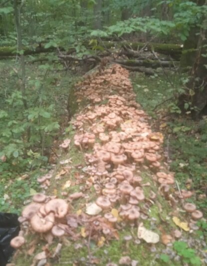 В Калининградской области пошла новая обильная волна опят (фото)   - Новости Калининграда | Фото: Олег Долгий